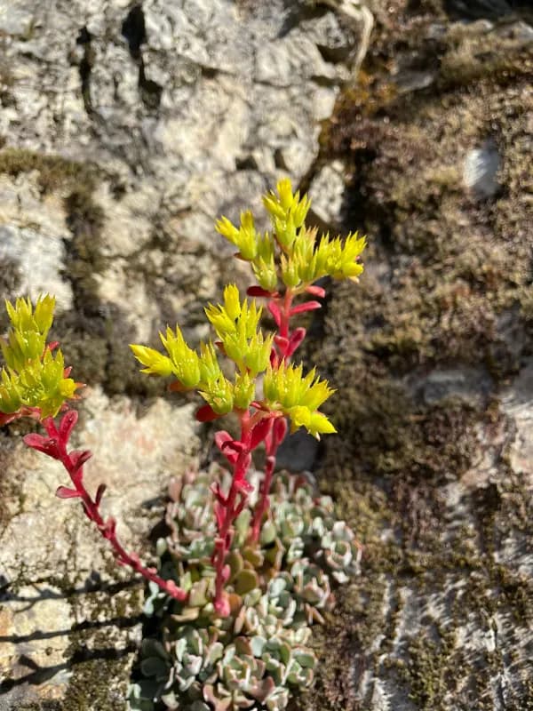 Photo of Sedum moranii