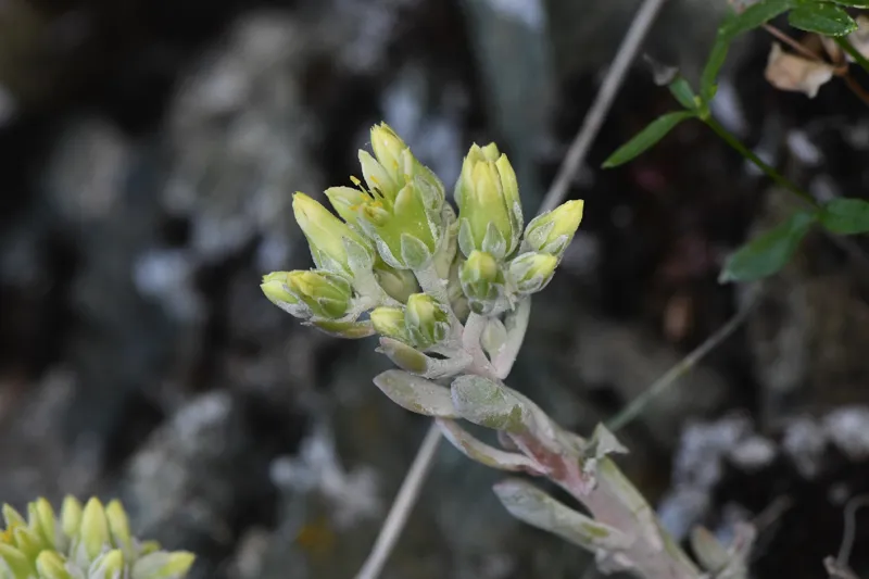 Photo of Sedum oblanceolatum