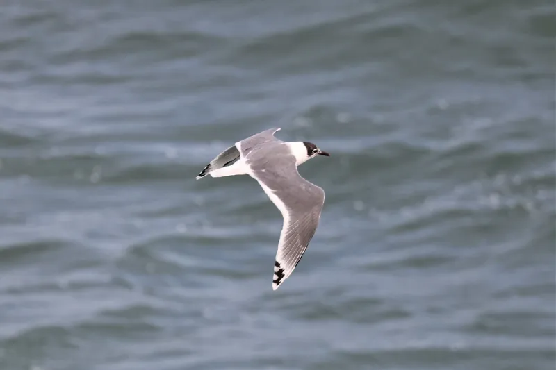Photo of Leucophaeus pipixcan