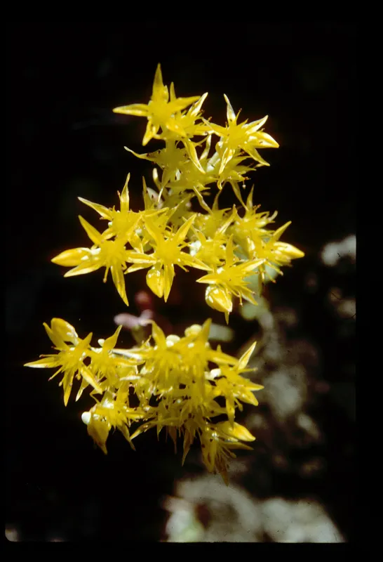 Photo of Sedum spathulifolium ssp. purdyi