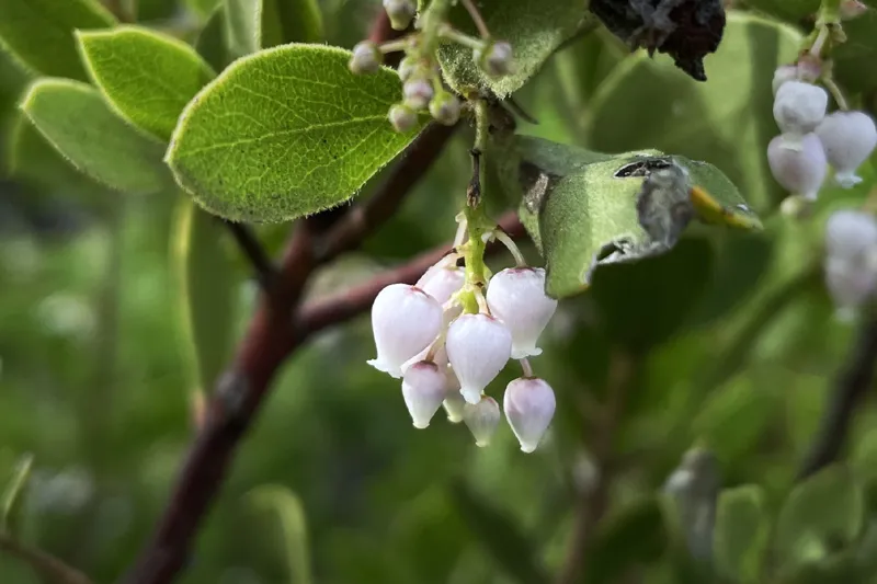 Photo of Arctostaphylos hispidula
