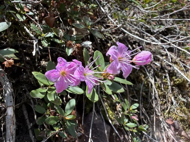 Photo of Kalmiopsis fragrans