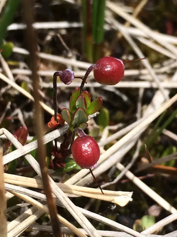 Photo of Vaccinium oxycoccos