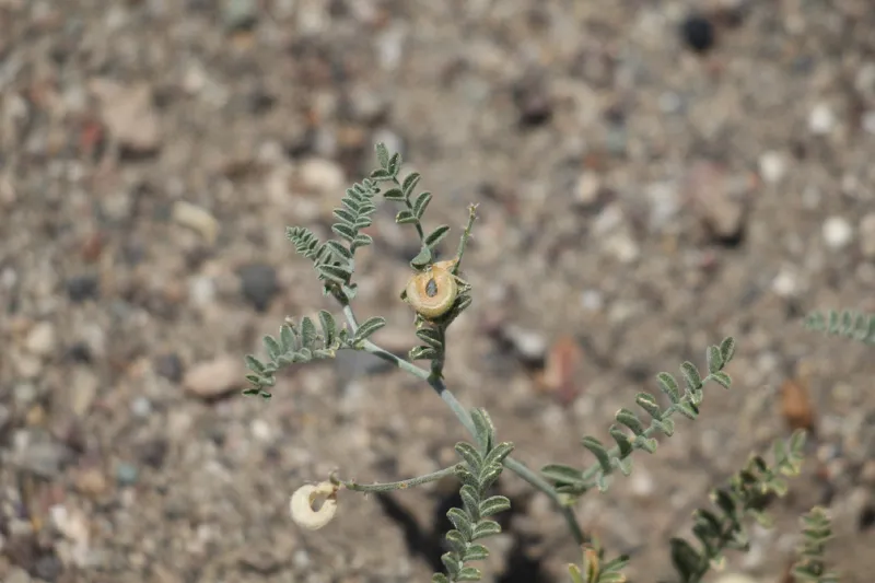 Photo of Astragalus alvordensis
