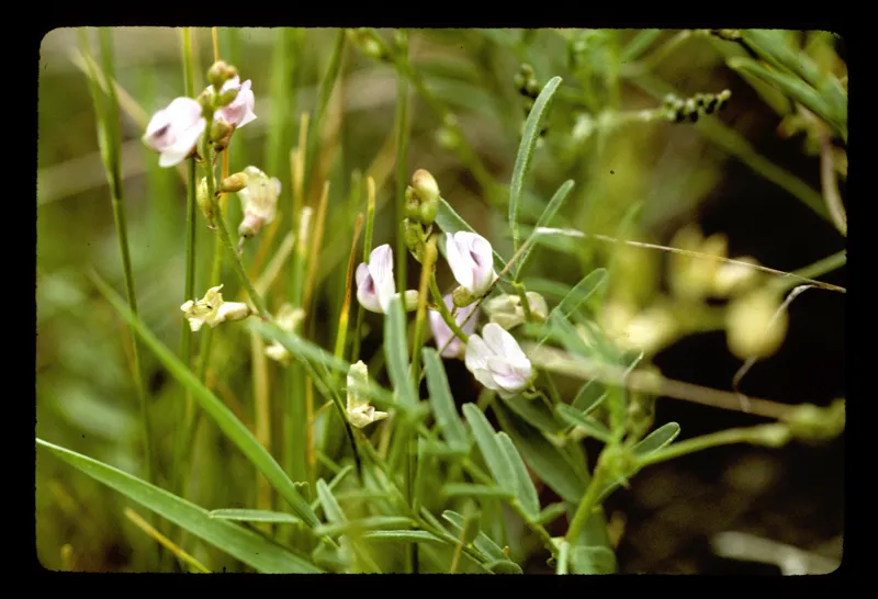 Photo of Astragalus applegatei