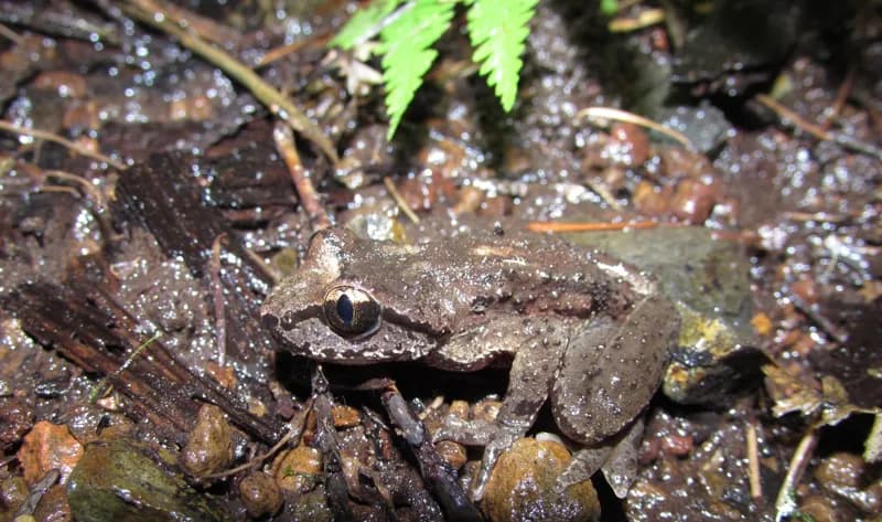 Photo of Ascaphus truei