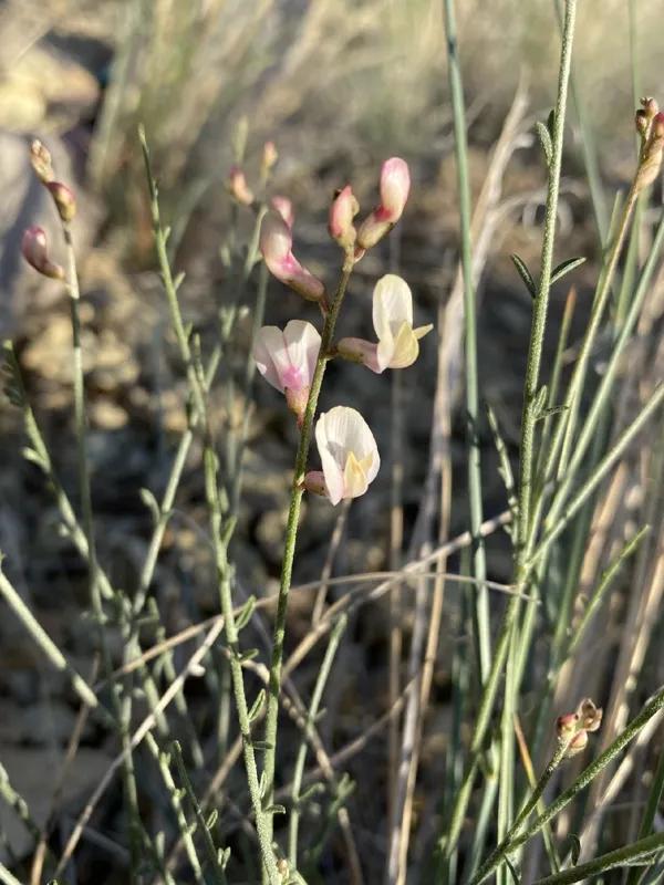 Photo of Astragalus sterilis