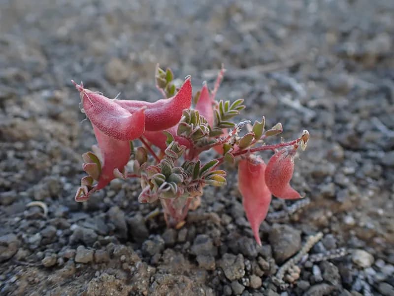 Photo of Astragalus diaphanus var. diurnus