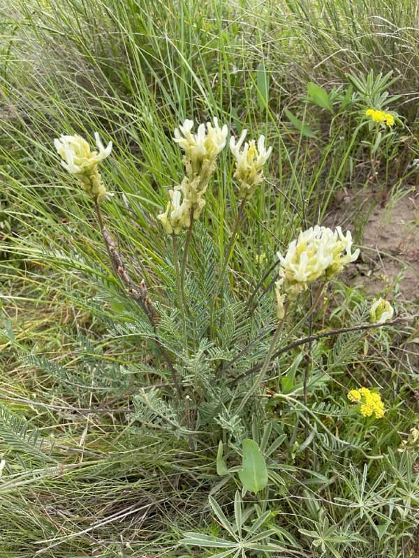 Photo of Astragalus hoodianus
