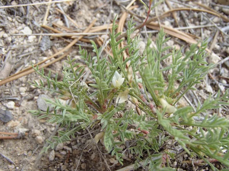 Photo of Astragalus peckii