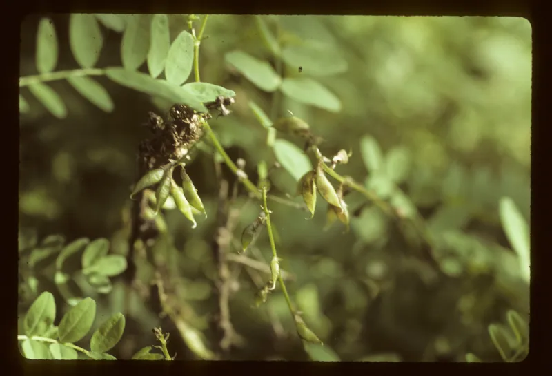 Photo of Astragalus robbinsii var. alpiniformis