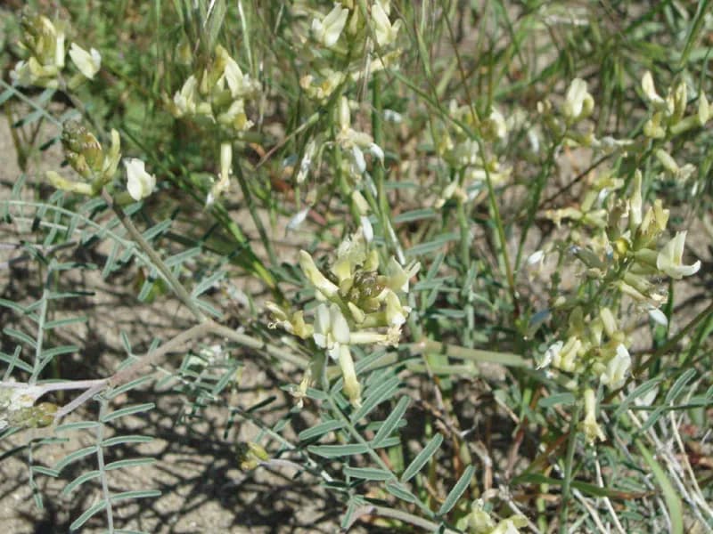 Photo of Astragalus sclerocarpus