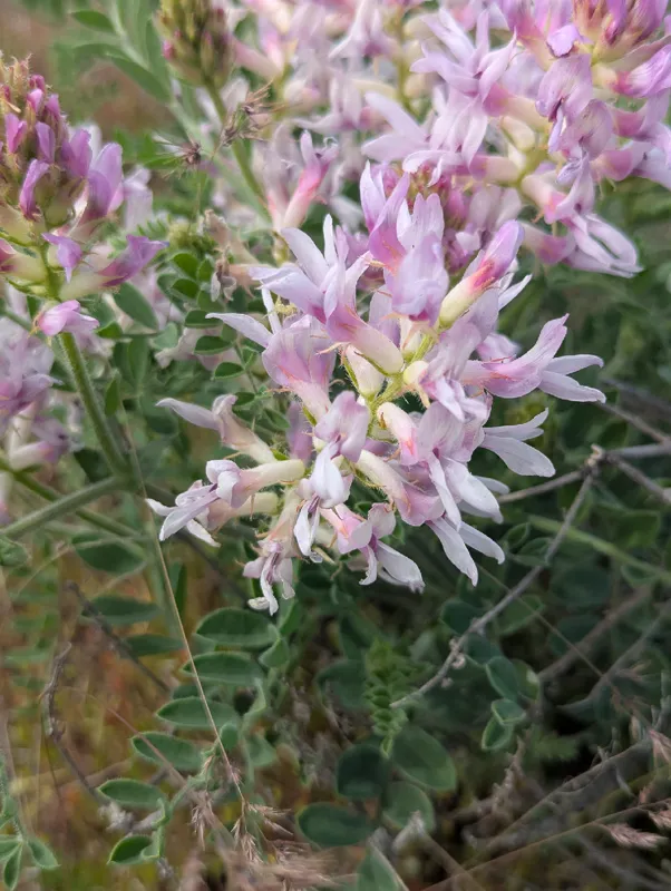Photo of Astragalus succumbens
