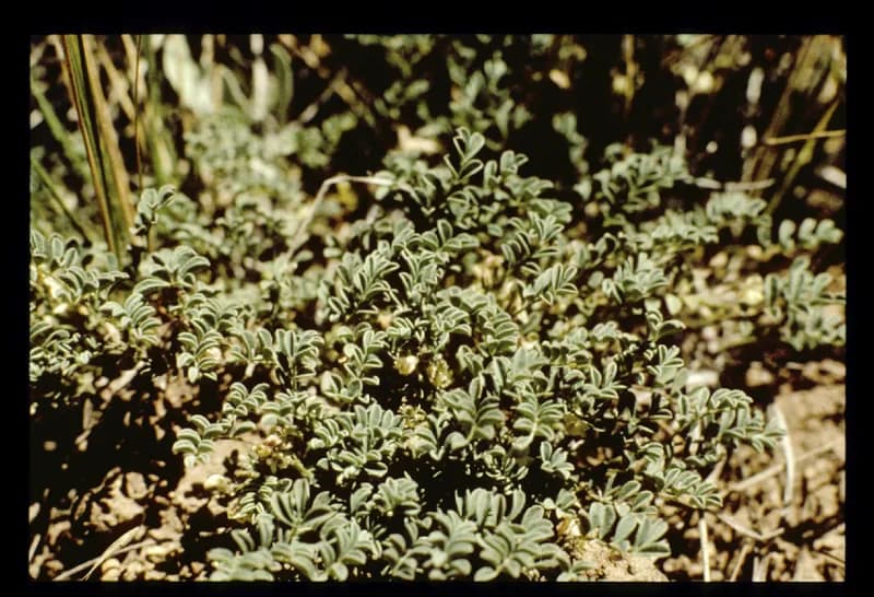 Photo of Astragalus tegetarioides