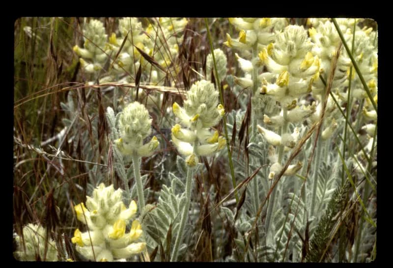 Photo of Astragalus tyghensis