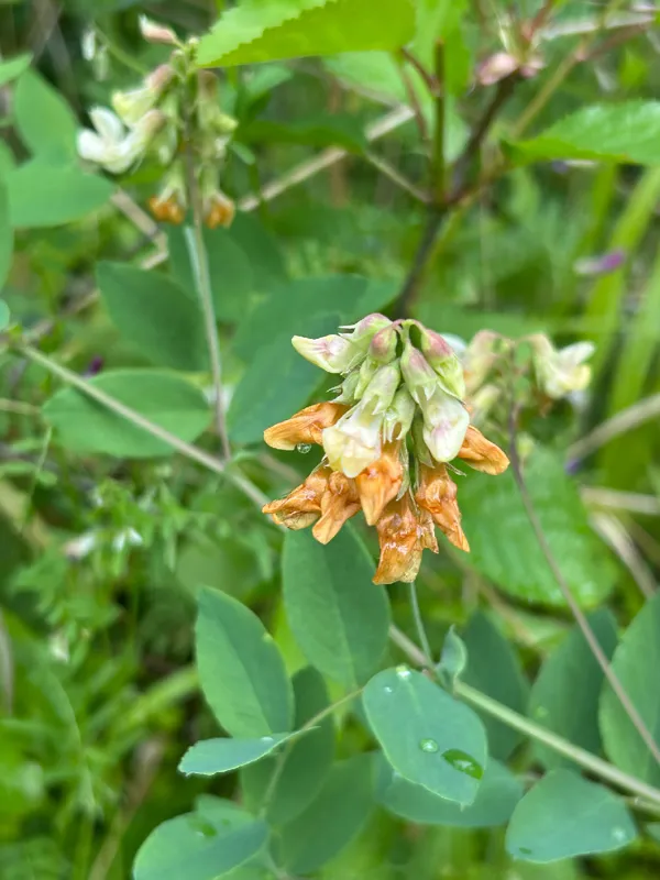 Photo of Lathyrus holochlorus
