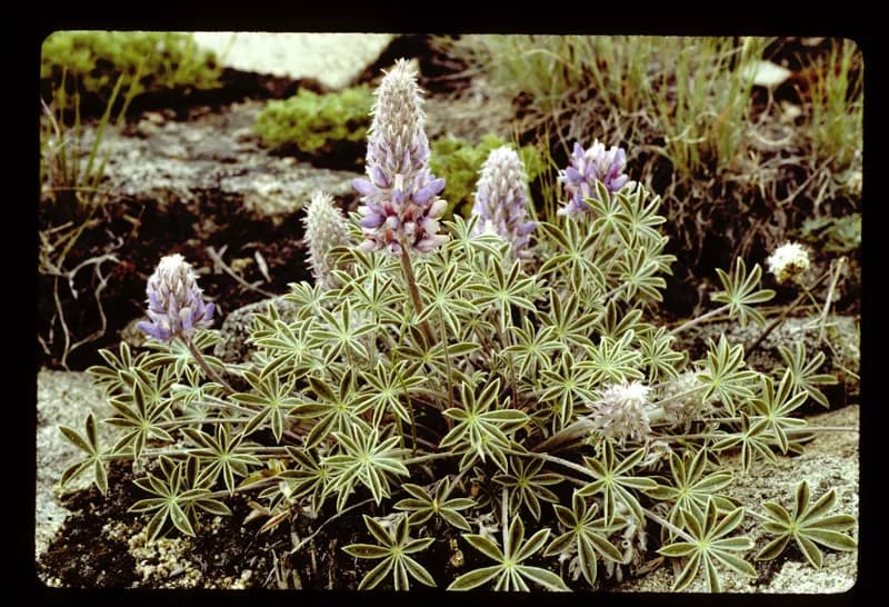 Photo of Lupinus lepidus var. ashlandensis
