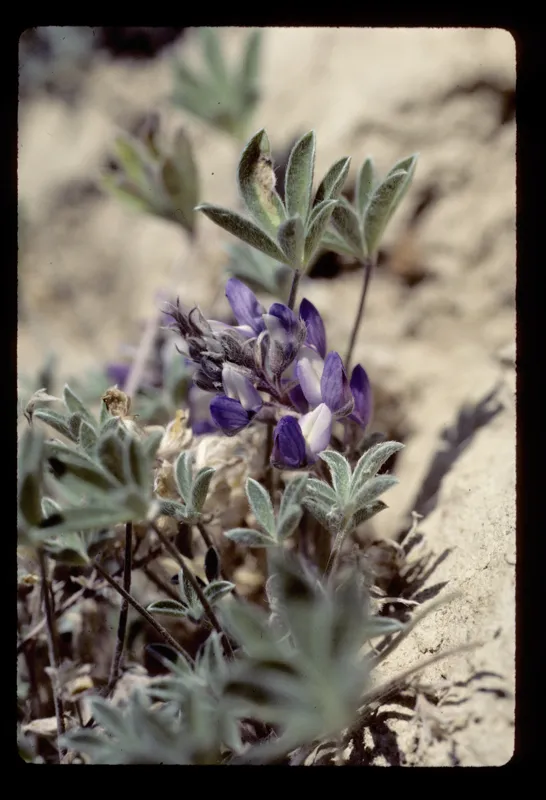 Photo of Lupinus lepidus var. cusickii