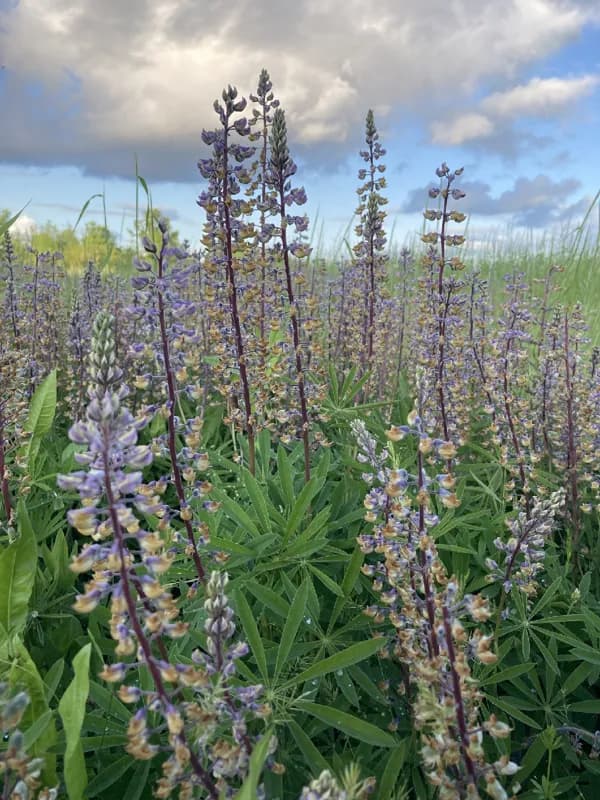 Photo of Lupinus oreganus