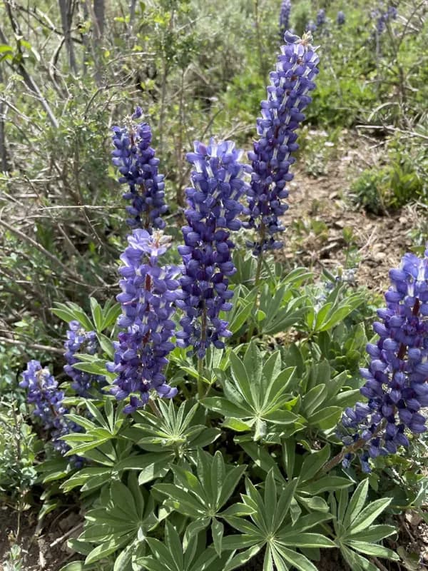 Photo of Lupinus biddlei
