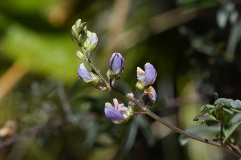 Photo of Lupinus tracyi
