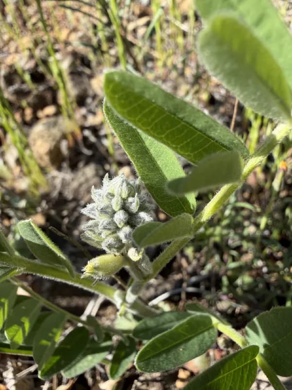 Photo of Sophora leachiana
