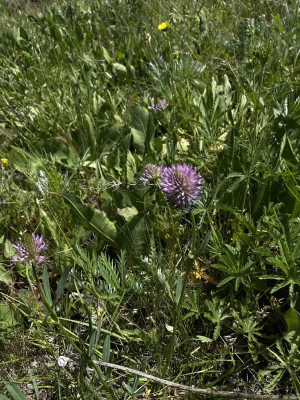 Photo of Trifolium douglasii