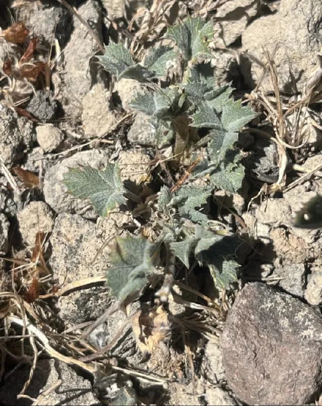 Photo of Trifolium leibergii