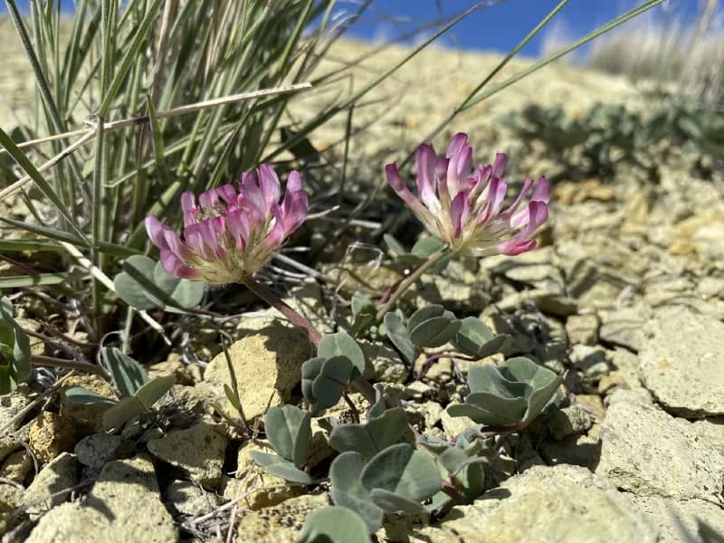 Photo of Trifolium owyheense