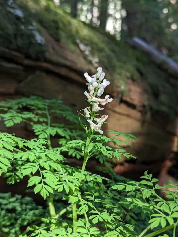 Photo of Corydalis aquae-gelidae