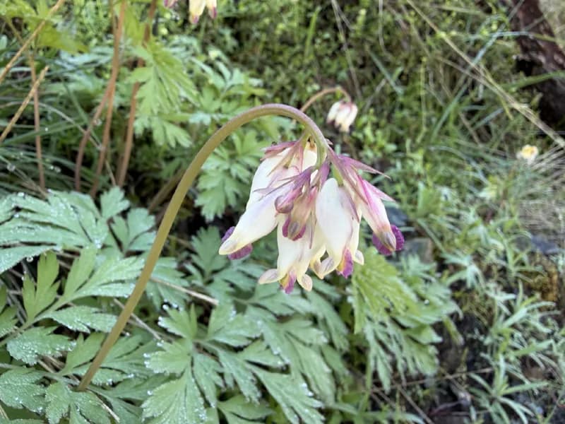 Photo of Dicentra formosa ssp. oregana