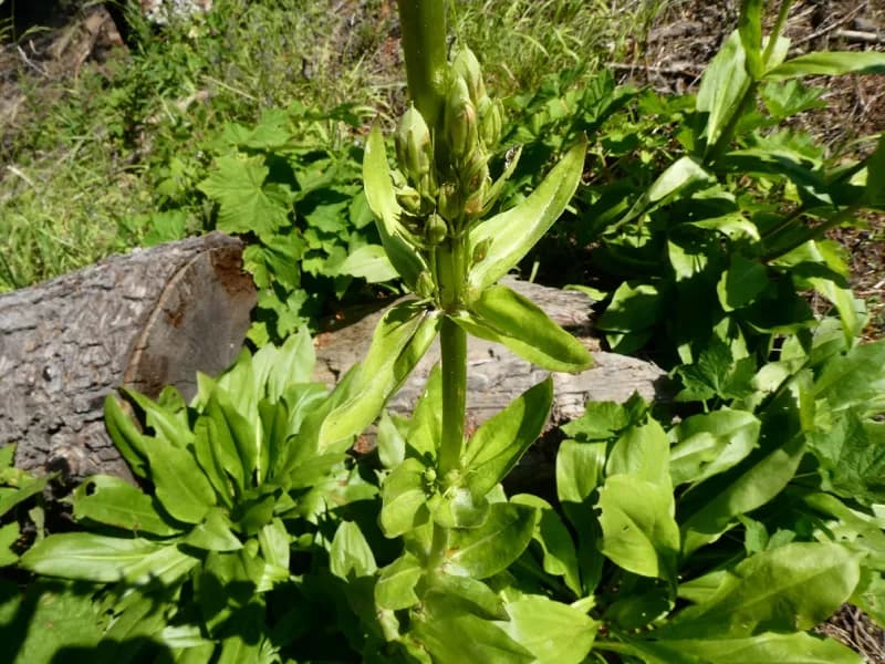 Photo of Frasera umpquaensis