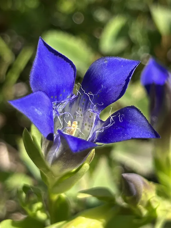 Photo of Gentiana setigera