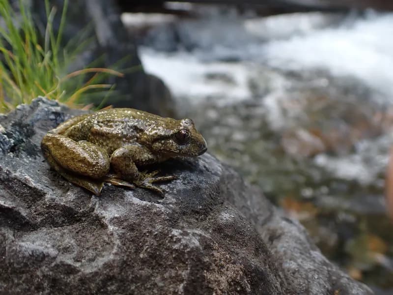 Photo of Ascaphus montanus