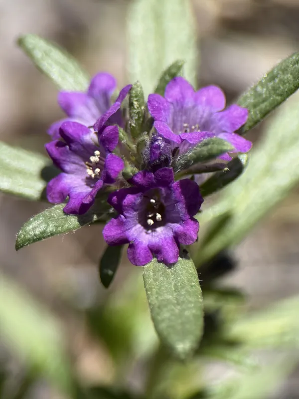 Photo of Eriodictyon lobbii