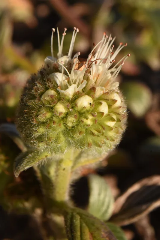 Photo of Phacelia argentea