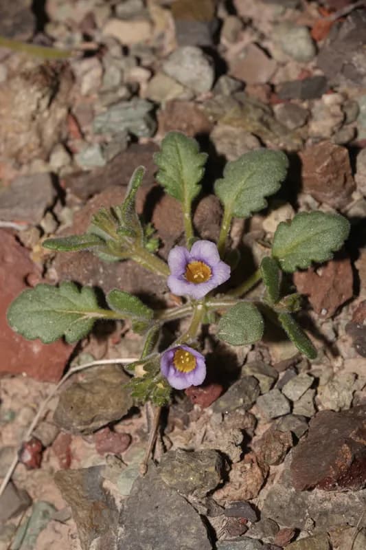 Photo of Phacelia gymnoclada