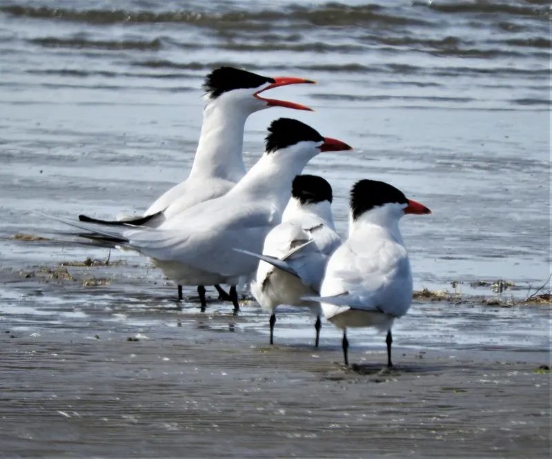 Photo of Hydroprogne caspia