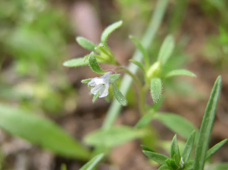 Photo of Phacelia minutissima