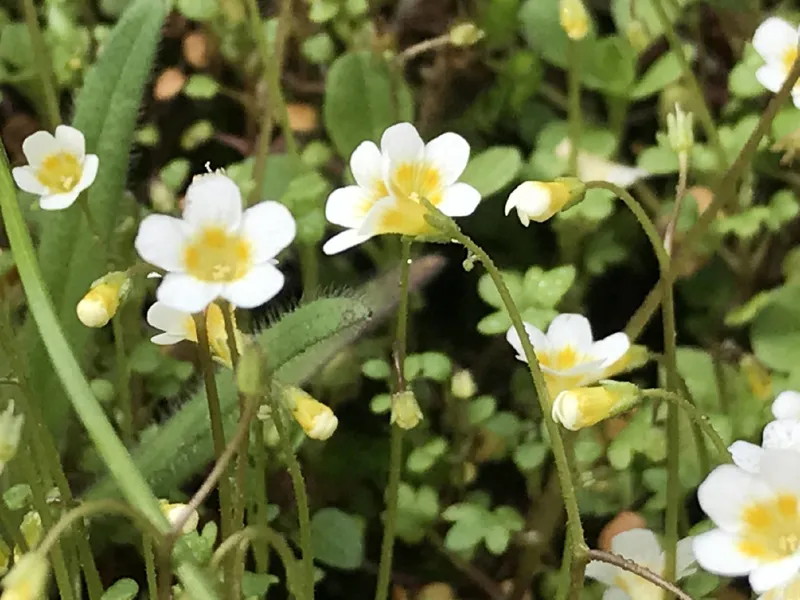 Photo of Romanzoffia thompsonii