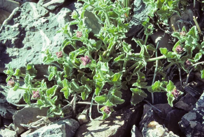 Photo of Agastache cusickii