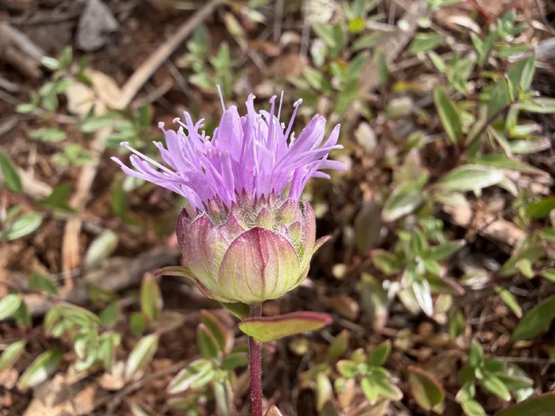 Photo of Monardella purpurea