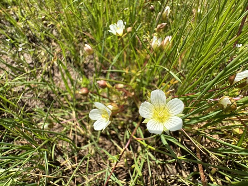 Photo of Limnanthes pumila ssp. pumila