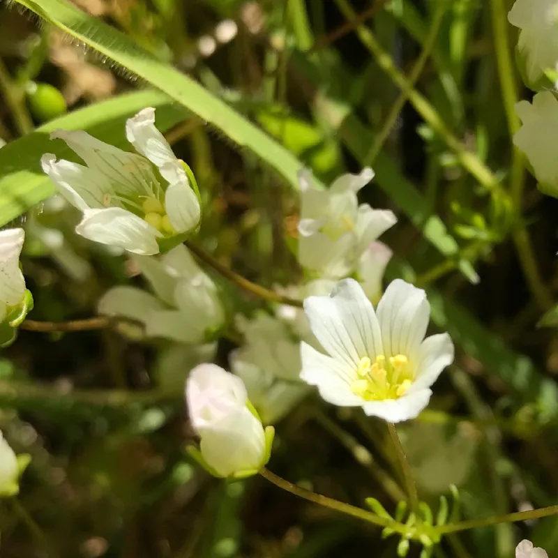 Photo of Limnanthes alba ssp. gracilis