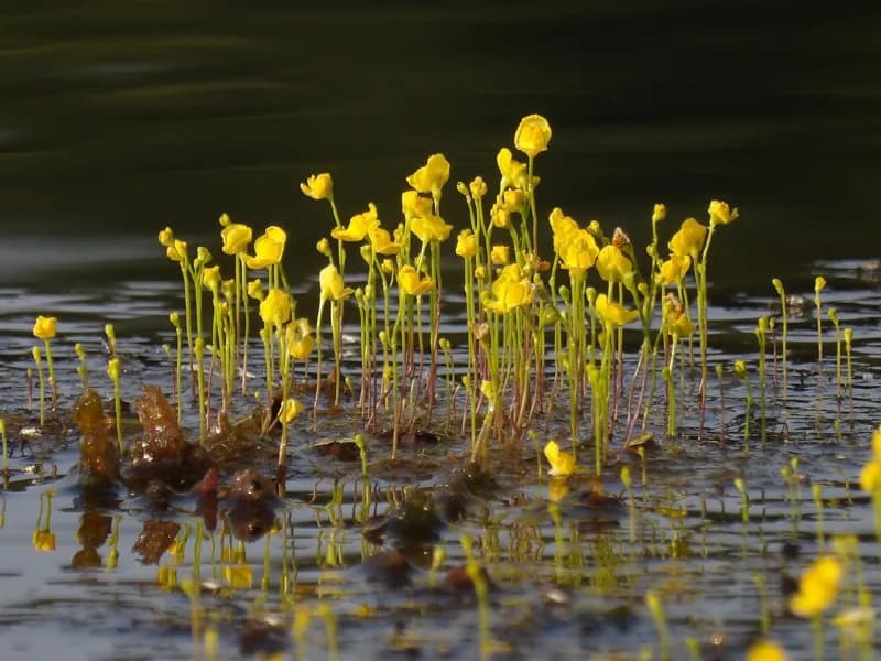 Photo of Utricularia gibba