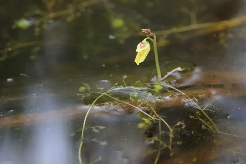 Photo of Utricularia minor