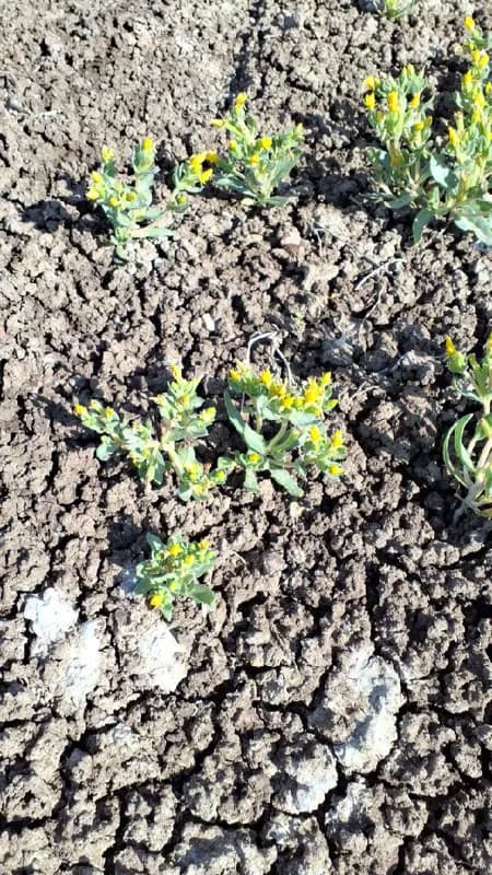 Photo of Mentzelia mollis