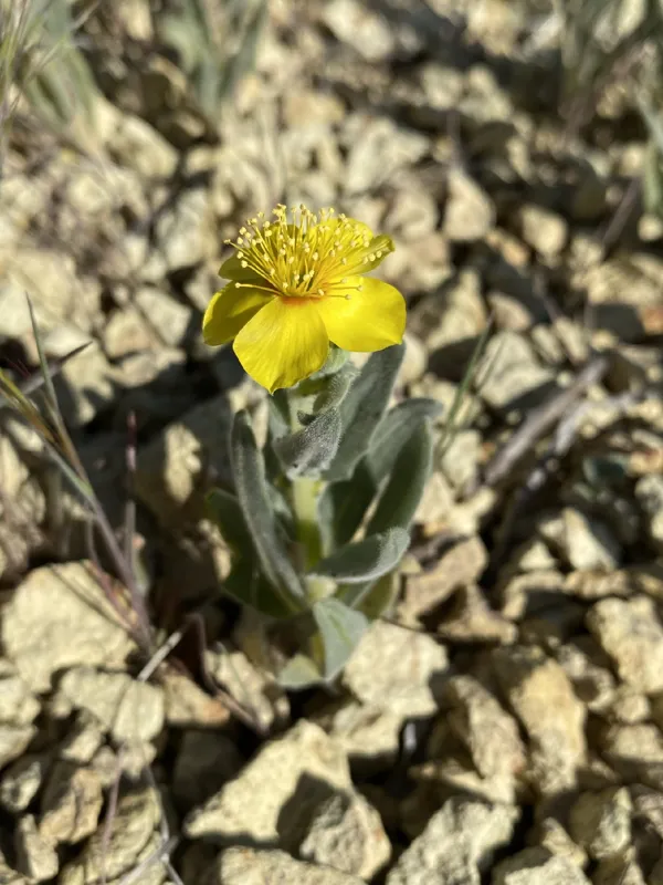 Photo of Mentzelia packardiae