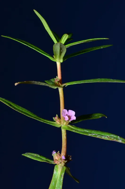 Photo of Ammannia robusta