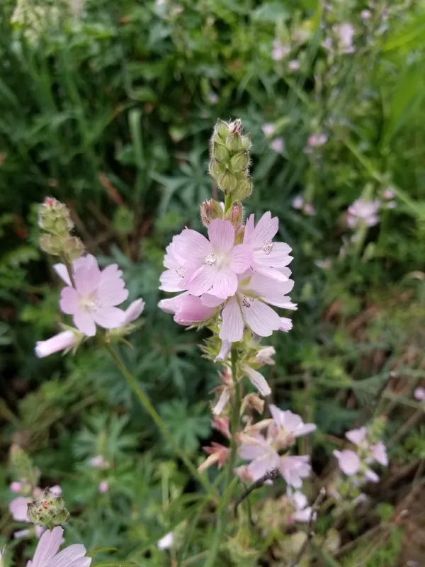Photo of Sidalcea campestris